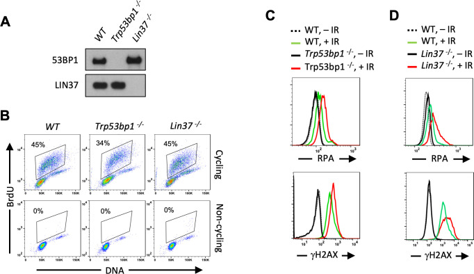 Figure 2—figure supplement 1.