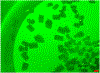 Fig 5.