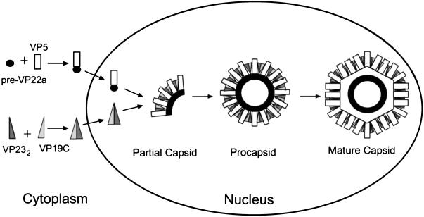 FIG. 6