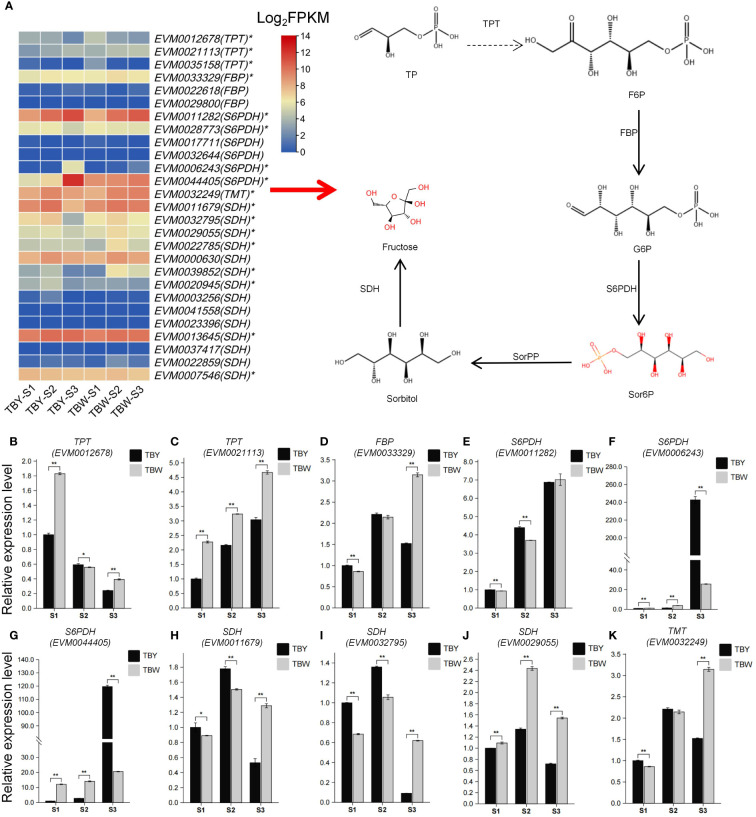 Figure 4