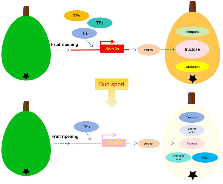 Figure 7