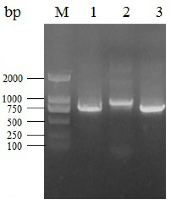 Figure 3