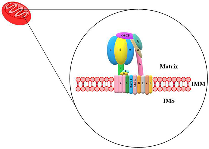 Fig. 1.