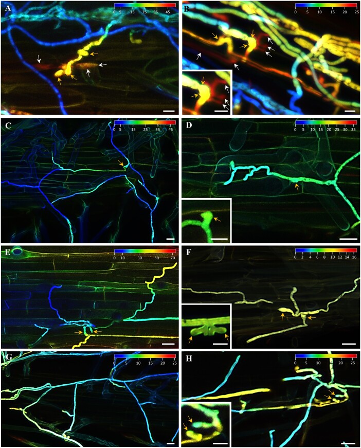 Knockout Of Mitogen-activated Protein Kinase 3 Causes Barley Root 