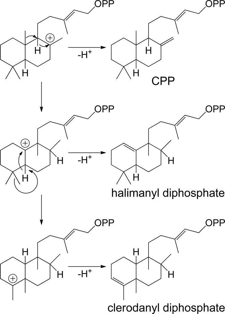 Scheme 3