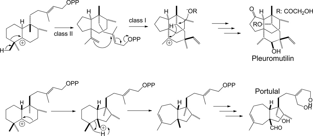 Scheme 4