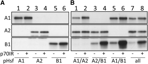 Figure 5.