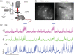 Fig. 11