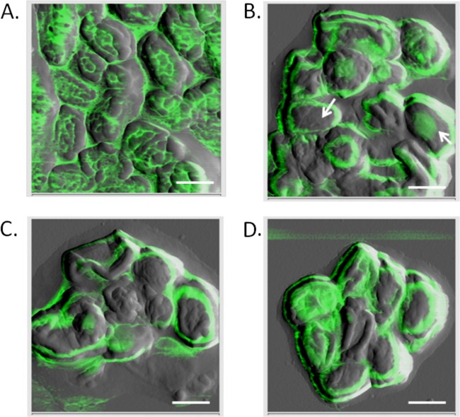 FIG 5