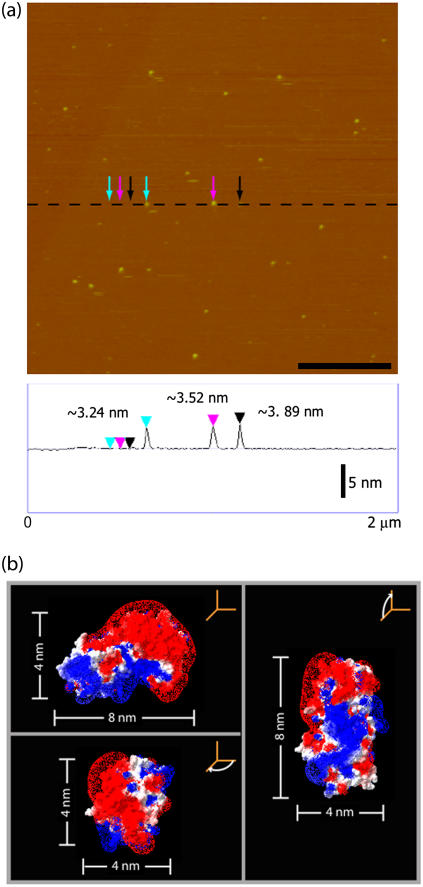 FIGURE 2