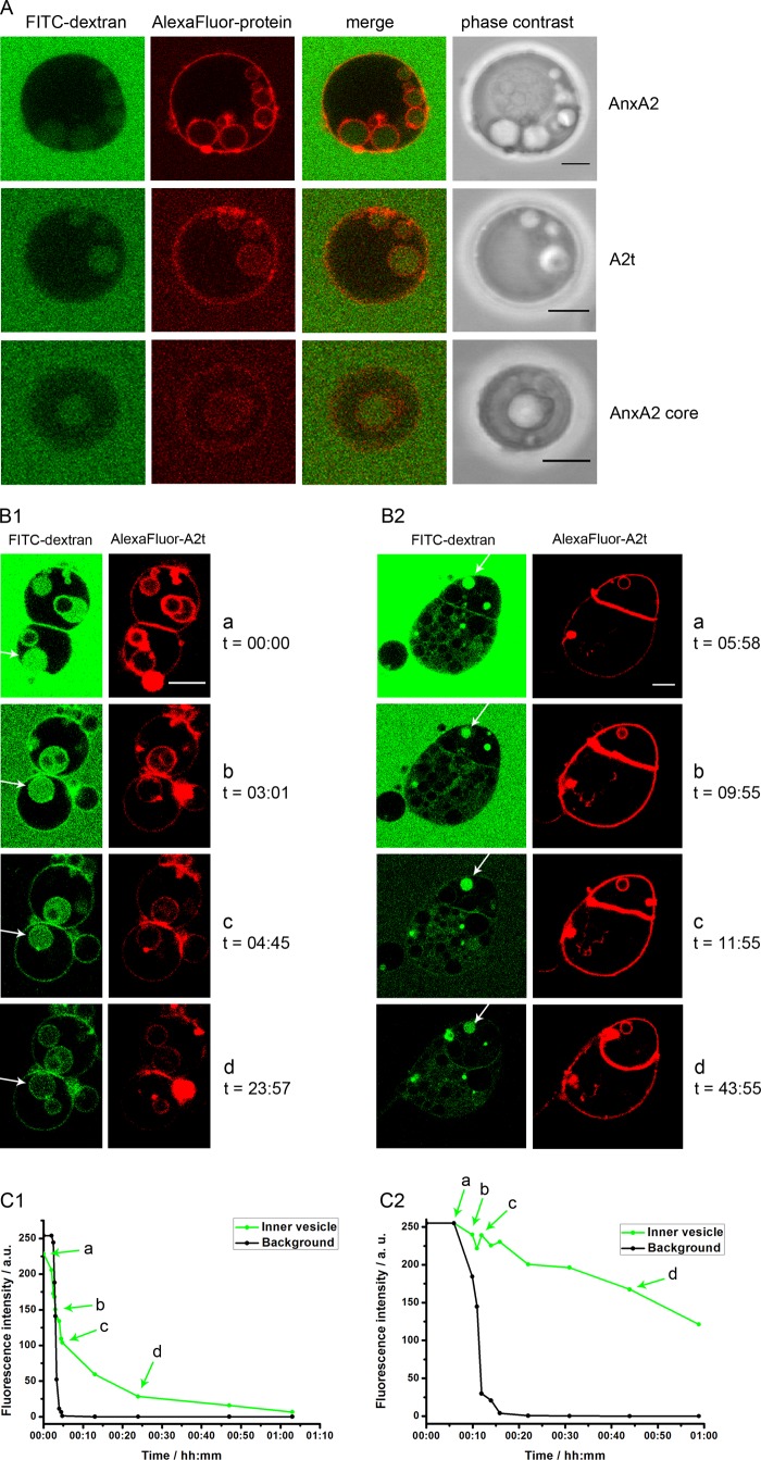 FIGURE 6.