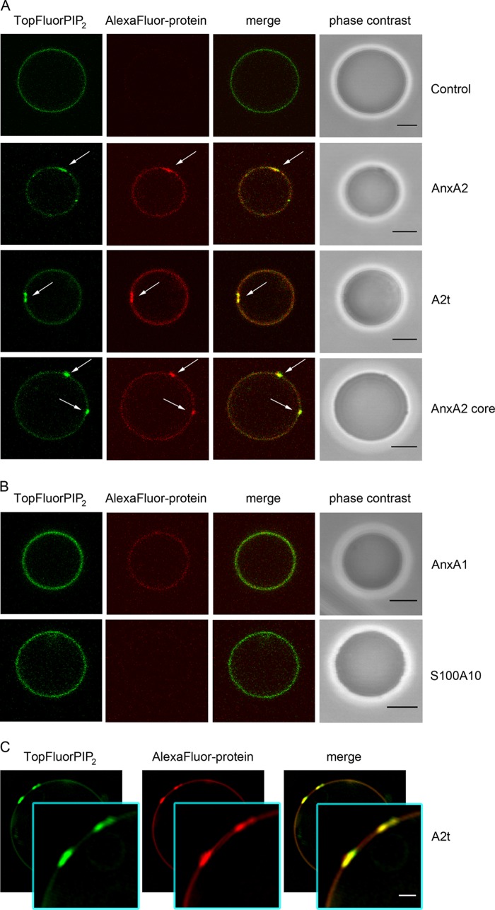 FIGURE 2.