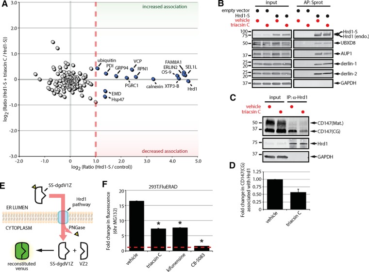 FIGURE 4: