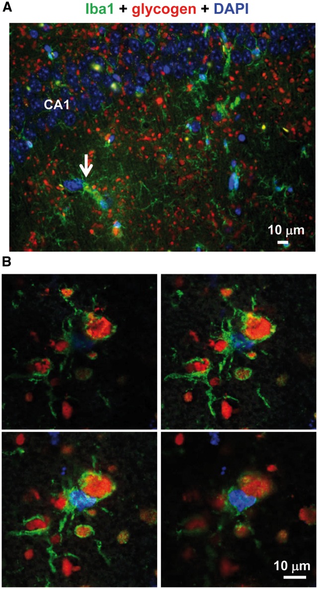 Figure 4.