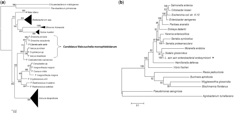 Fig. 3.—