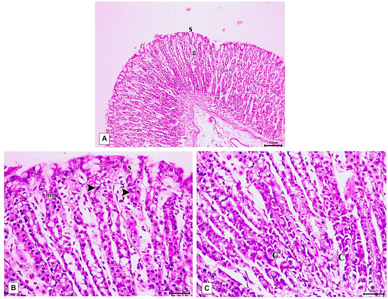 FIGURE 10