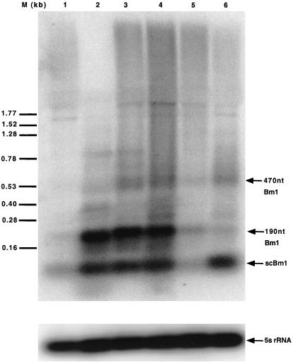 Fig 1.