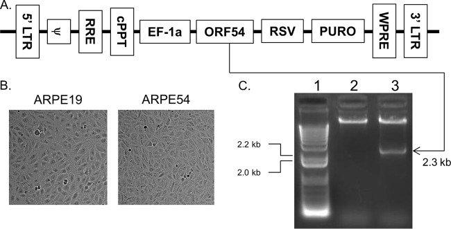 FIG 1