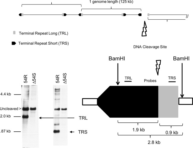 FIG 6