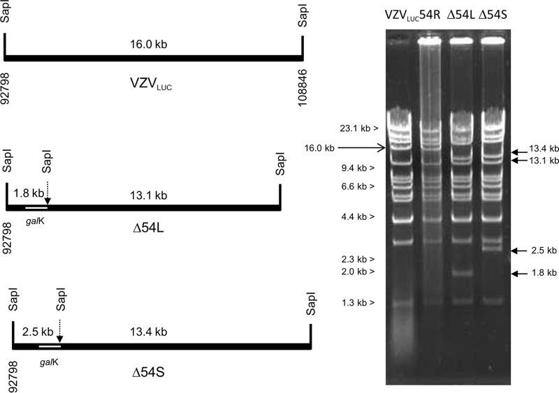 FIG 3