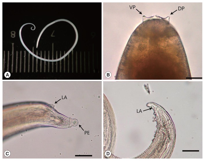 Fig. 2