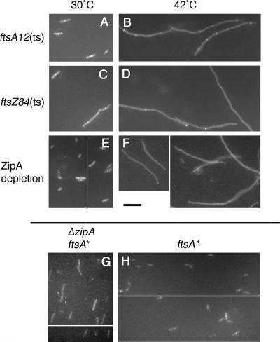 FIG. 8.