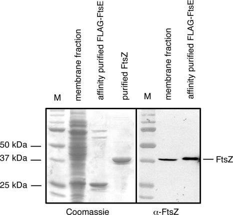 FIG. 5.