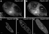 Fig. 8.