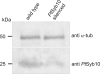 Fig. 11.