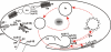 Fig. 14.