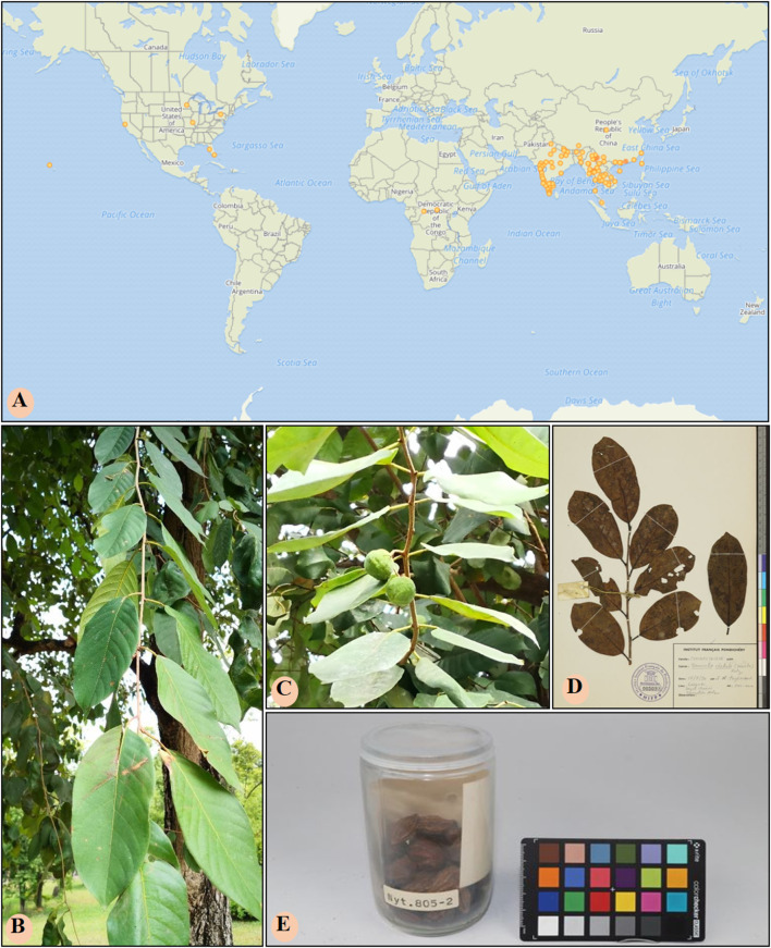 FIGURE 1