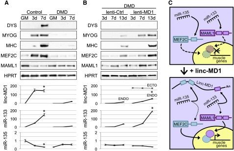 Figure 7