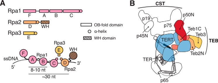 FIGURE 1.