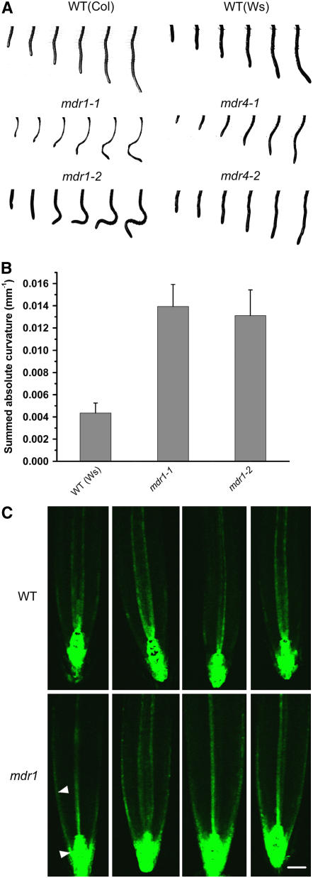 Figure 3.