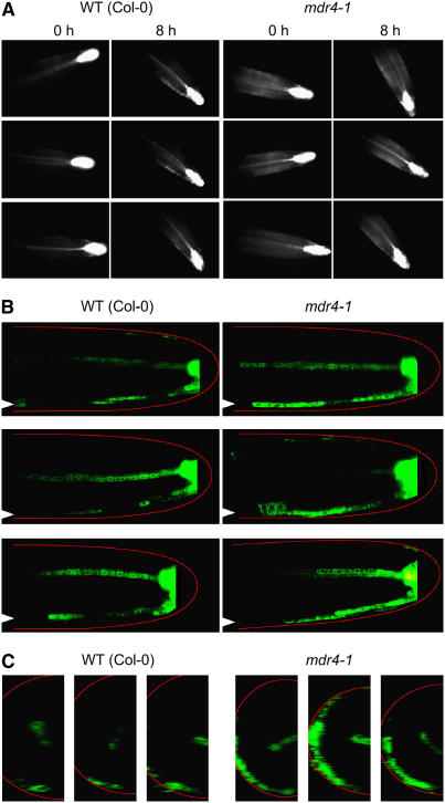 Figure 5.