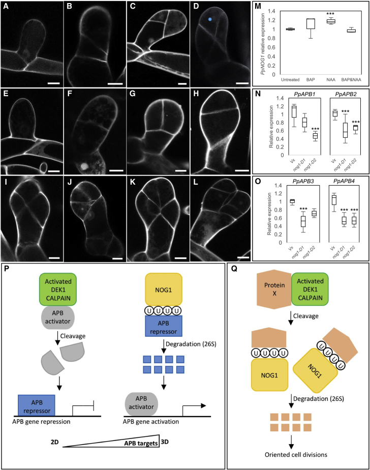 Figure 4