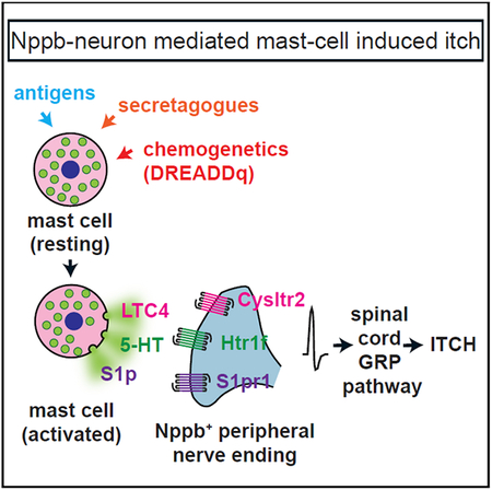 graphic file with name nihms-1525488-f0001.jpg