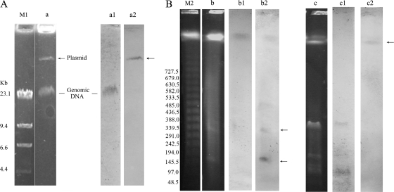 FIG. 2.