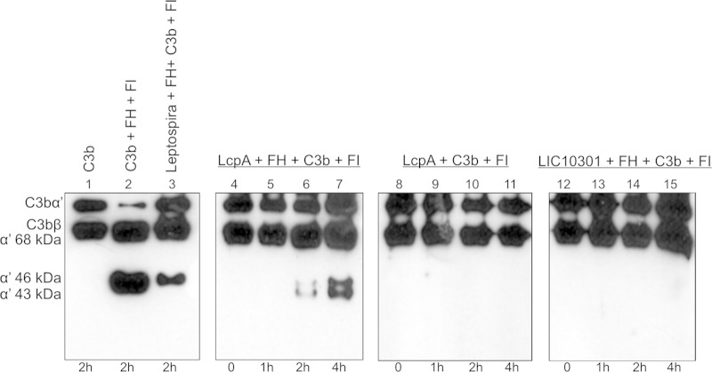 FIG 2