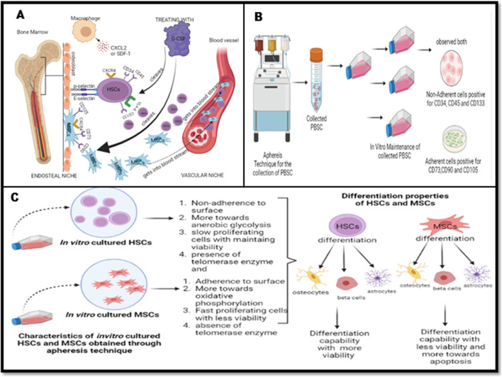 graphic file with name FCELL_fcell-2024-1450543_wc_abs.jpg