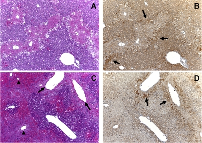 Fig. 8.