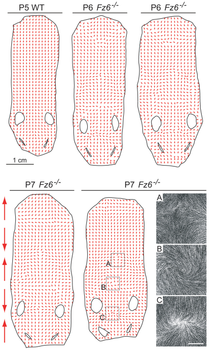 Fig. 5.