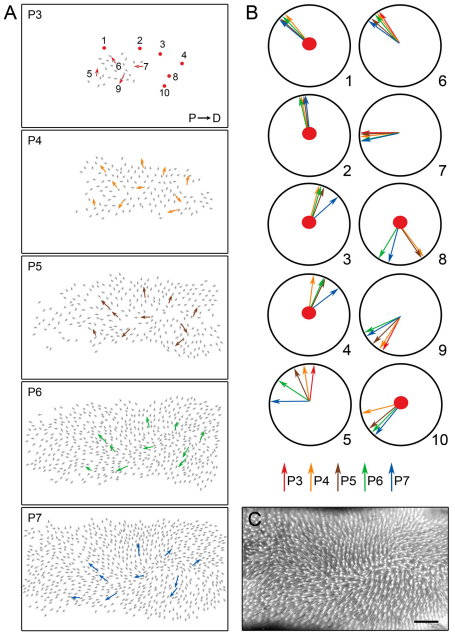 Fig. 3.