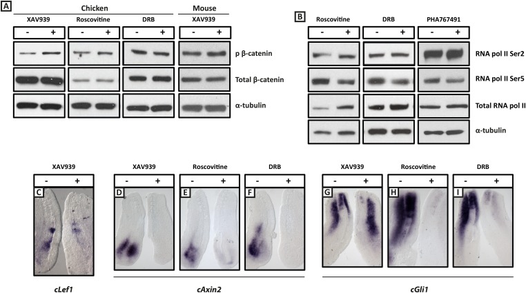 Figure 2—figure supplement 1.