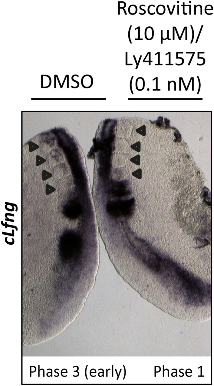 Figure 8—figure supplement 1.