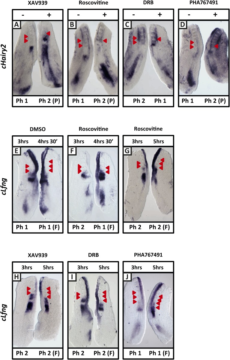 Figure 2—figure supplement 3.