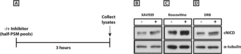 Figure 4—figure supplement 1.