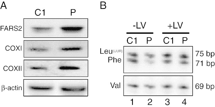 Fig. 6