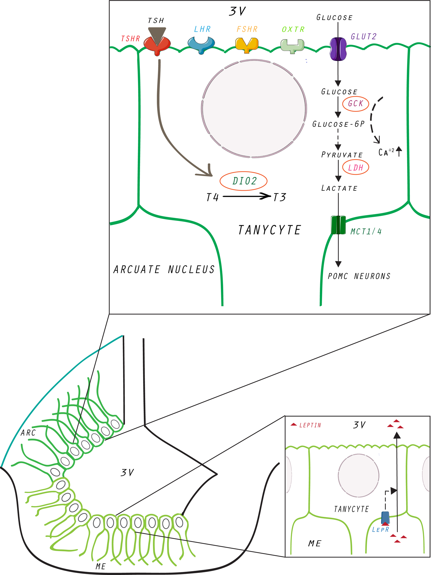 Figure 3: