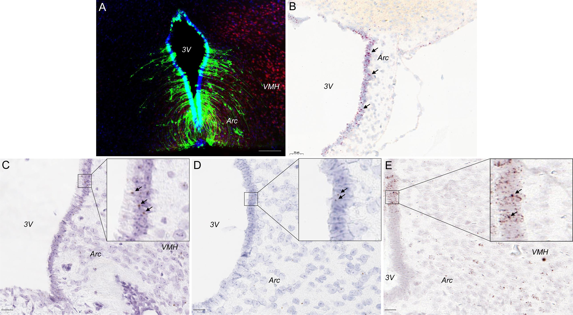 Figure 2: